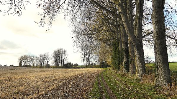 The poplars beside the beck